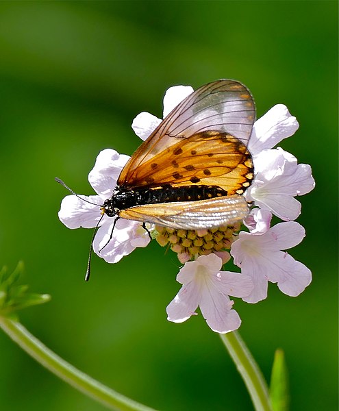 File:Garden Acraea (Acraea horta) on Scabious (Scabiosa sp.) (32574892680).jpg