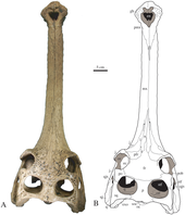 A skull of the extinct Gavialis species G. bengawanicus, which lived in the Pleistocene Gavialis bengawanicus skull.png