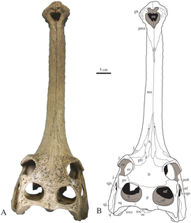 <i>Gavialis bengawanicus</i> Extinct species of reptile