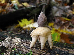 Afbeeldingsbeschrijving Geastrum quadrifidum 60803.jpg.