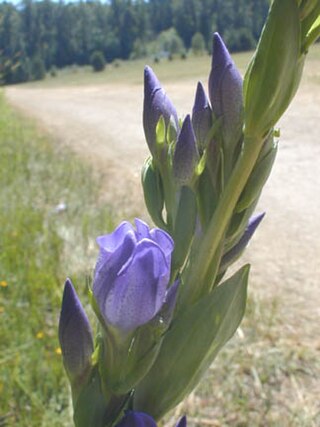 <i>Gentiana sceptrum</i> Species of plant