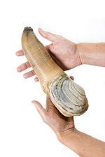 Thumbnail for Geoduck