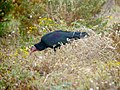 Northern Bald Ibis, wild, near Tamri, Morocco