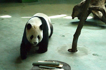 English: Giant panda in Taipei Zoo