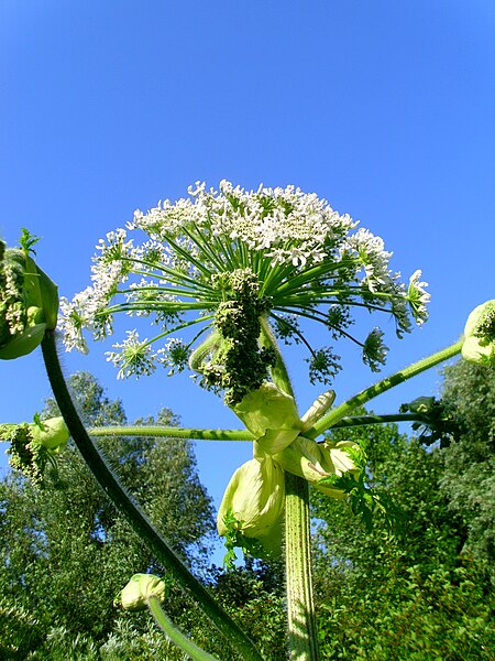 File:Giant hogweed.JPG