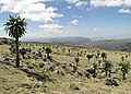 Parc national du Simien