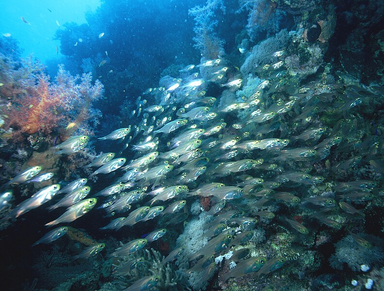 File:Glassfish.jpg