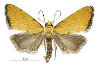 <i>Glaucocharis holanthes</i> Species of moth