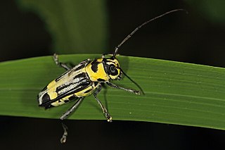 <i>Glenea caninia</i> Species of beetle