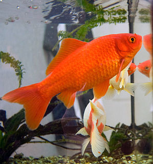 Goldfish freshwater fish, common in aquariums