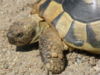 Mavrska kornjača