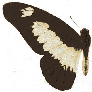 <i>Graphium auriger</i> Species of butterfly