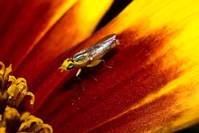 GrassFly (Meromyza) .jpg