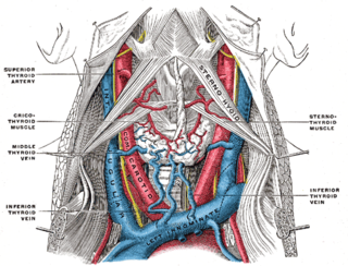 <span class="mw-page-title-main">Internal jugular vein</span> Blood vessel that drains the head