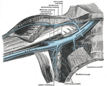 The catheter runs from the portal and is surgically inserted into a vein (usually the jugular vein, subclavian vein, or superior vena cava). Ideally, the catheter terminates in the superior vena cava, just upstream of the right atrium. This position allows infused agents to be spread throughout the body quickly and efficiently. Gray576.png