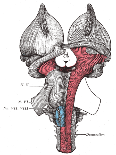 Pedunkel serebrum