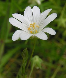 <i>Stellaria</i> Genus of flowering plants in the carnation family Caryophyllaceae