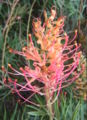 Grevillea Banksii 'Superb'