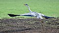 * Nomination Grey heron (Ardea cinerea) takes flight, Kabini Reservoir, Nagarhole, Karnataka --Tagooty 01:13, 4 May 2022 (UTC) * Promotion  Support Good quality -- Johann Jaritz 02:35, 4 May 2022 (UTC)