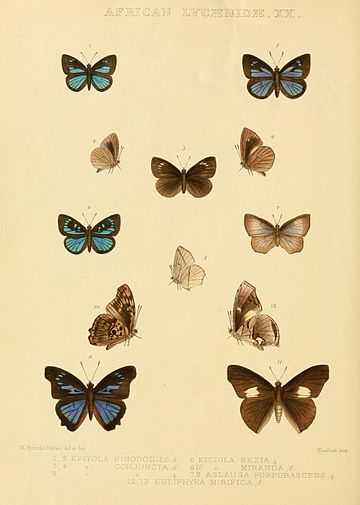 Euliphyra