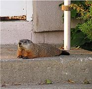 Marmota monax Groundhog