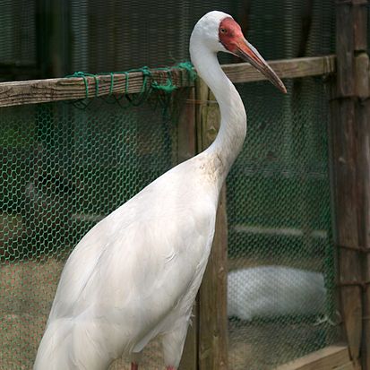 https://upload.wikimedia.org/wikipedia/commons/thumb/e/e9/Grus_leucogeranus_male.jpg/413px-Grus_leucogeranus_male.jpg