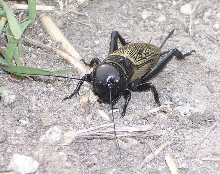 File:Gryllus campestris 3.jpg