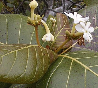<i>Guettarda</i> Genus of flowering plants