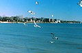 Gulls on the wing, Marie Curtis Park, Toronto.jpg