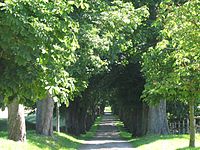 Lindenallee nach Frauenhof