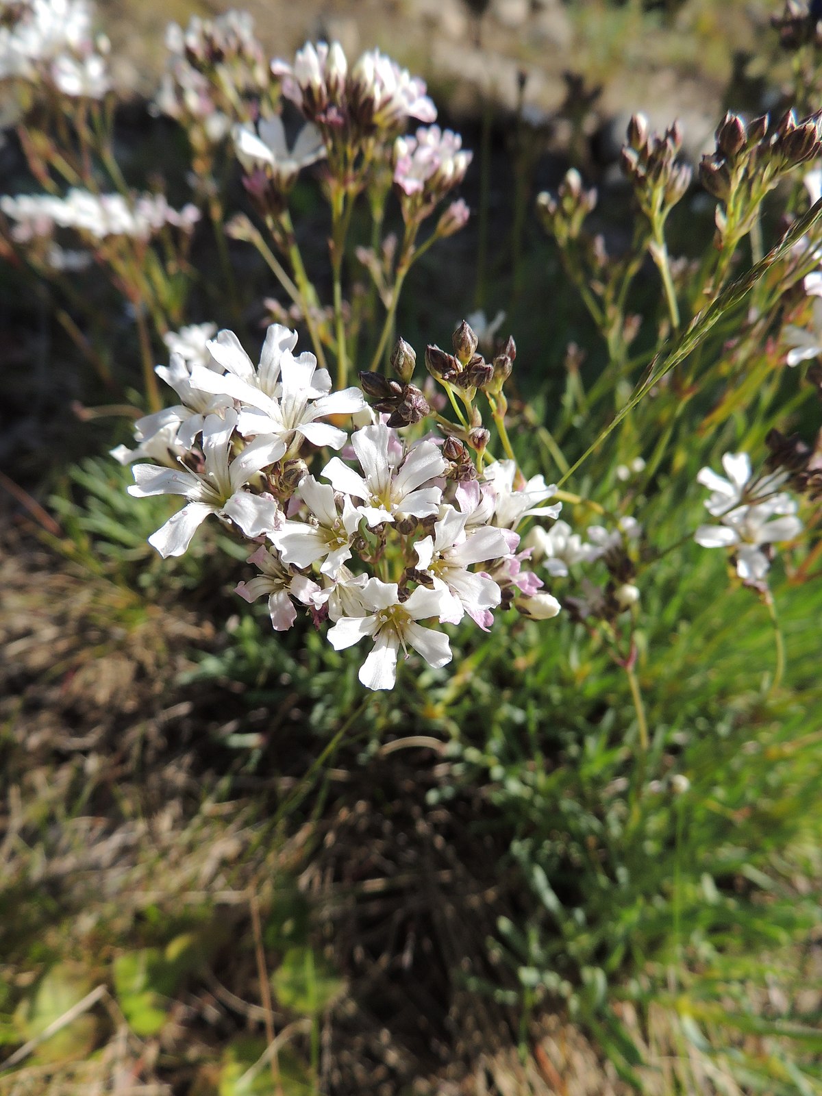 Gypsophila - Wikipedia