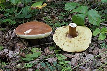 Gyroporus castaneus 2011 G2.jpg