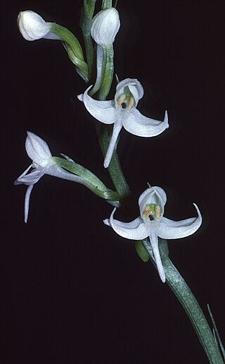 <i>Habenaria ferdinandi</i> Species of orchid