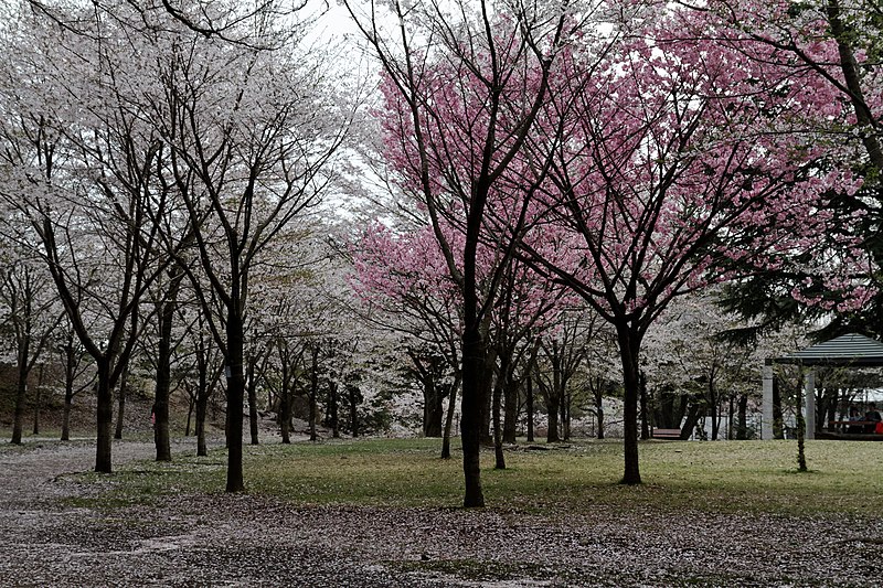 File:Hachimanyama park (7259794228).jpg