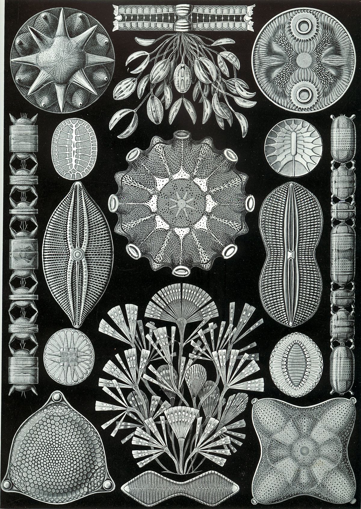 Diatomeeën - Wikipedia - 1200 x 1689 jpeg 717kB