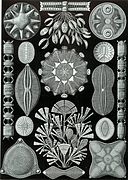 Diatomea di Haeckel