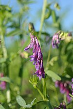 Thumbnail for File:Hairy vetch. (25112427635).jpg