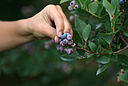 Hand picking blueberries