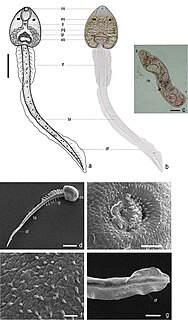 <i>Haplorchis taichui</i> Species of fluke