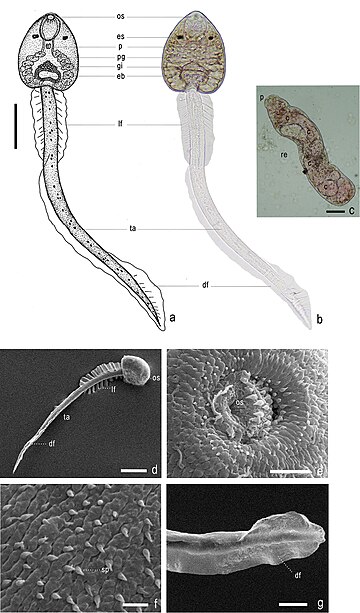 File:Haplorchis taichui (10.3897-zse.90.7306) Figure 4.jpg