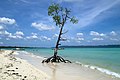 Havelock Island, Ethereal mangrove tree, Andaman Islands.jpg