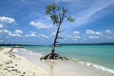 Большие мангровые деревья на пляже