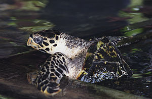 English: Hawksbill sea turtle Polski: Żółw szylkretowy