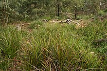 Ground layer of Lepidosperma concavum in heathy woodland Heathy woodland at Bradshaw.jpg