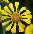 Helenium autumnale, Dzielżan jesienny, 2017-10-15