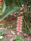 Vignette pour Heliconia rostrata