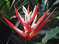 Heliconia angusta (BG Zürich) -02.JPG