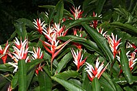 Heliconia angusta