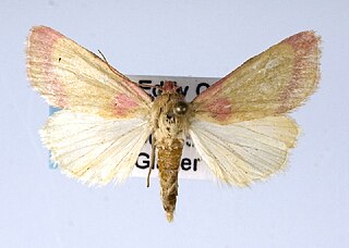 <i>Heliocheilus toralis</i> Species of moth