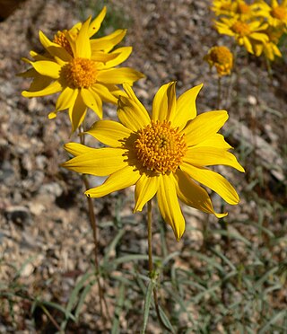 <i>Heliomeris</i> Genus of plants